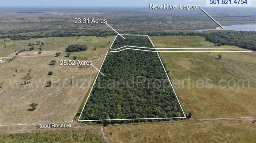 Aerial view of canopy